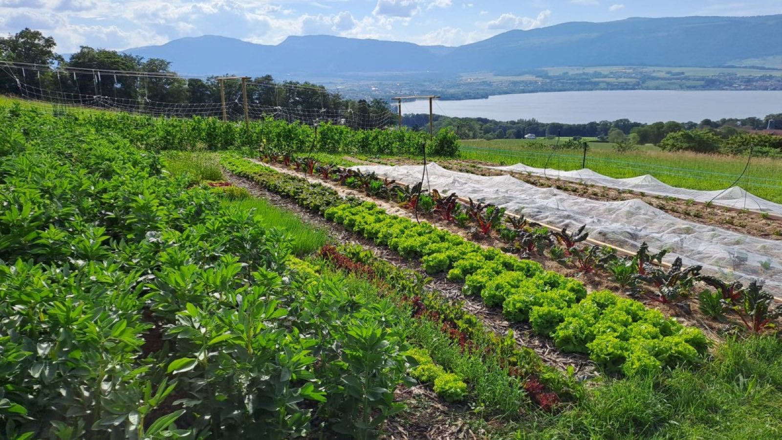 Les cultures maraîchères avec vue sur le lac