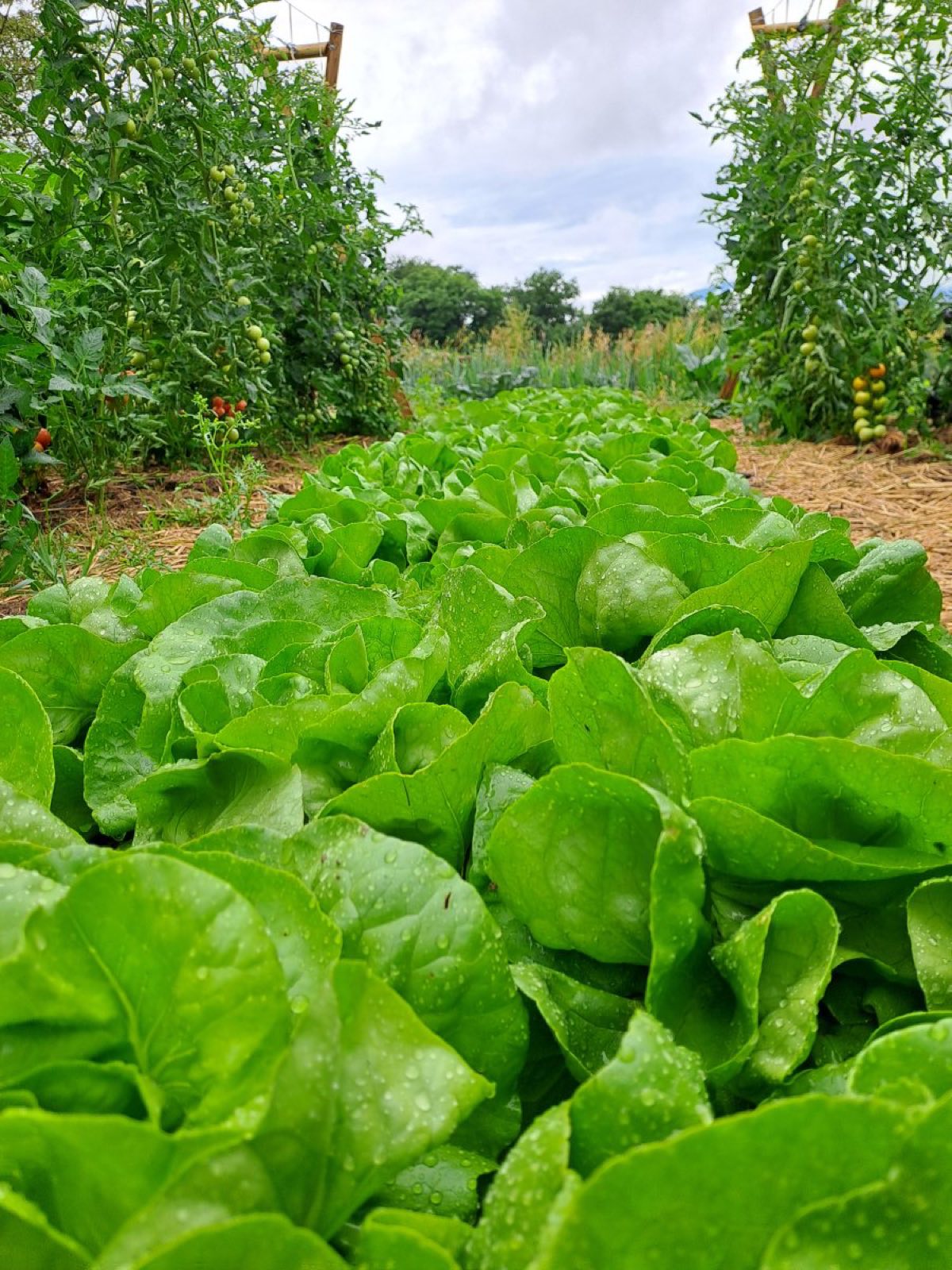 Légumes du jardin