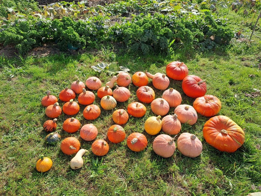 La récolte de courges et potimarrons étalée devant le jardin