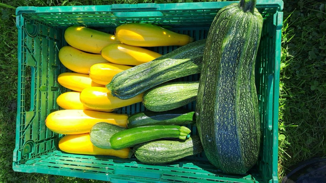 Courgettes jaunes et vertes dans une caisse de récolte