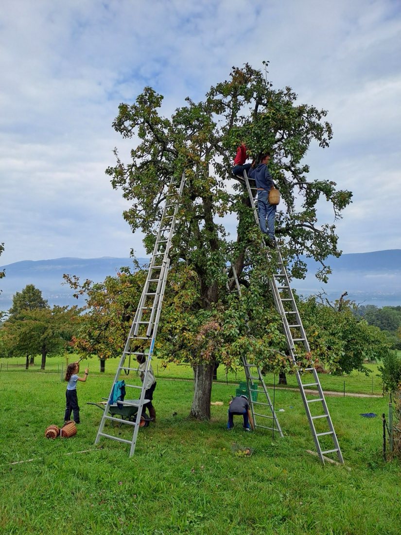 Cueillette des fruits à l'échelle dans un grand arbre du verger, face aux montagnes