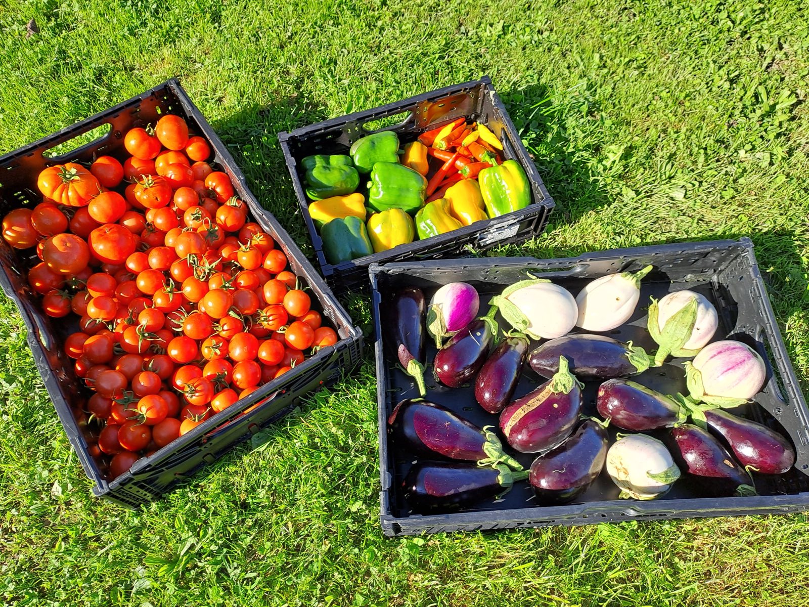 Caisses de tomates, poivrons et aubergines fraîchement récoltés, posées dans l'herbe