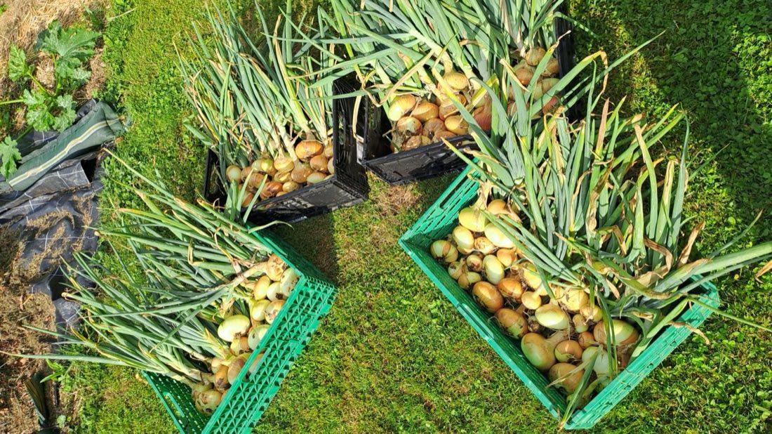 Oignons en caisses, mis à sécher au jardin