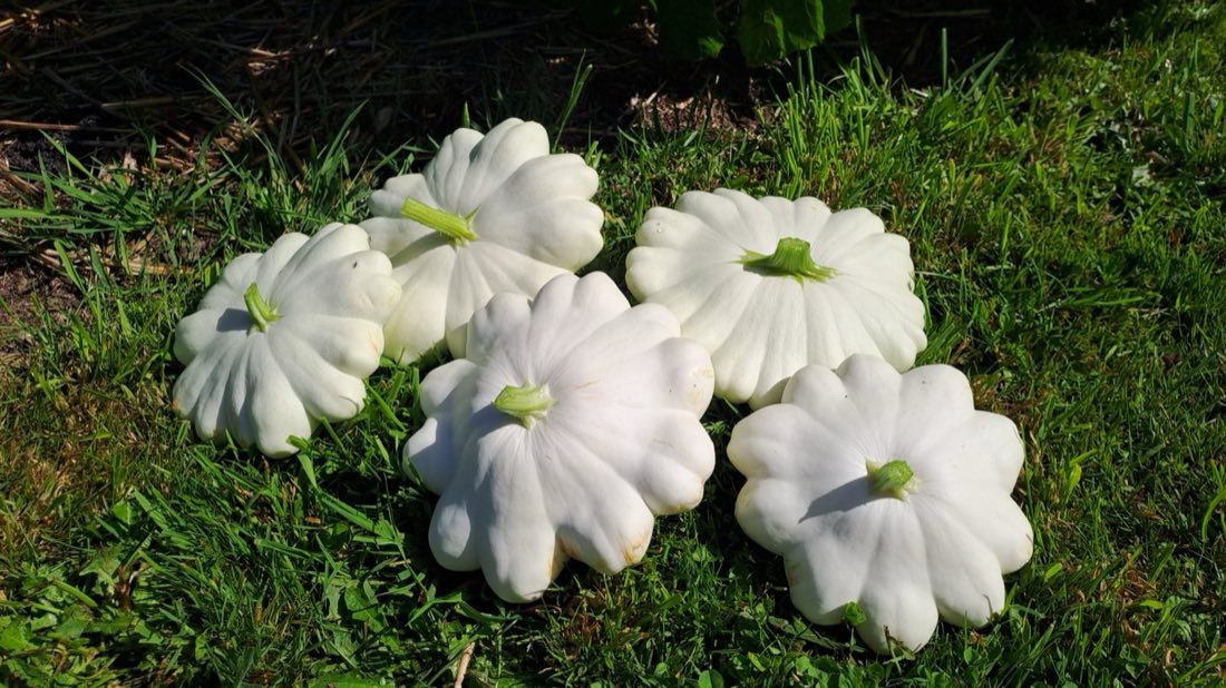 Pâtissons blancs posés dans l'herbe au soleil