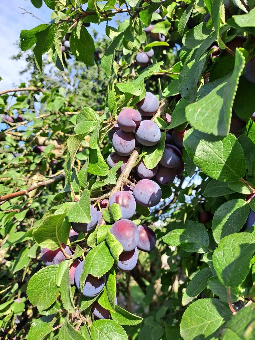 Grappes de pruneaux mûrs sur l'arbre, parmi le feuillage