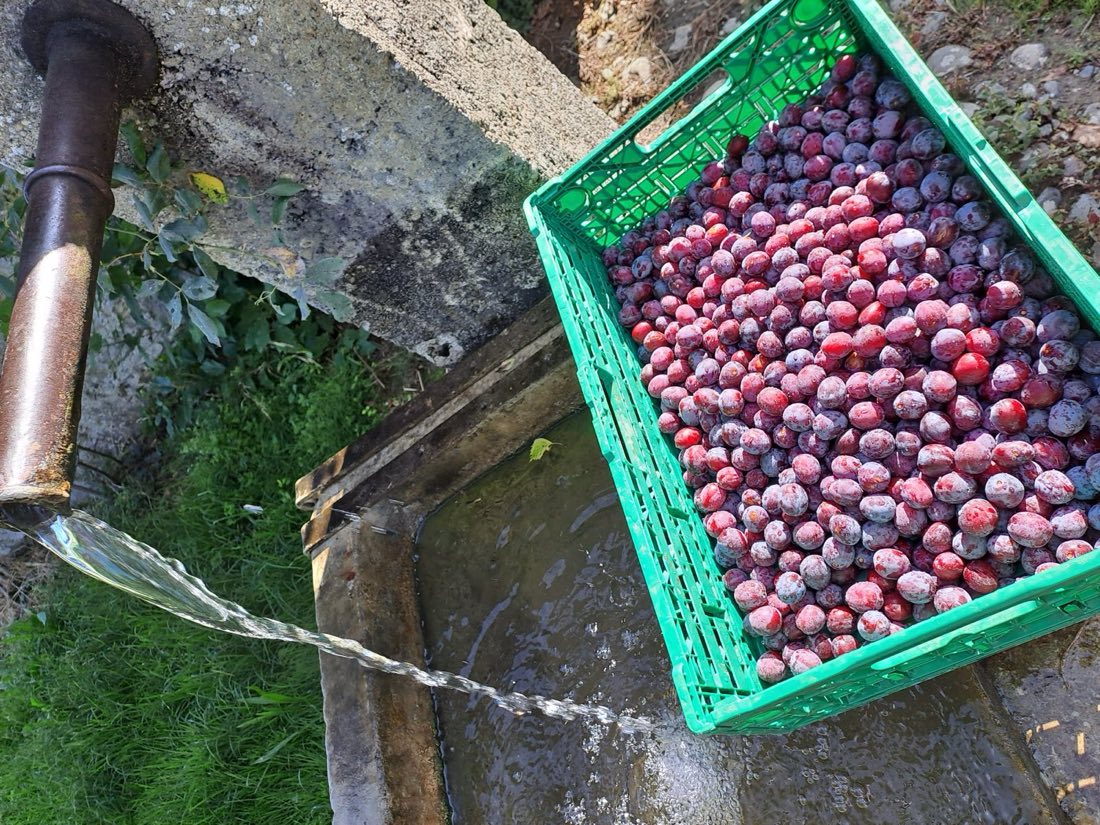 Caisse de prunes fraîchement cueillies, rafraîchies à l'eau de la fontaine
