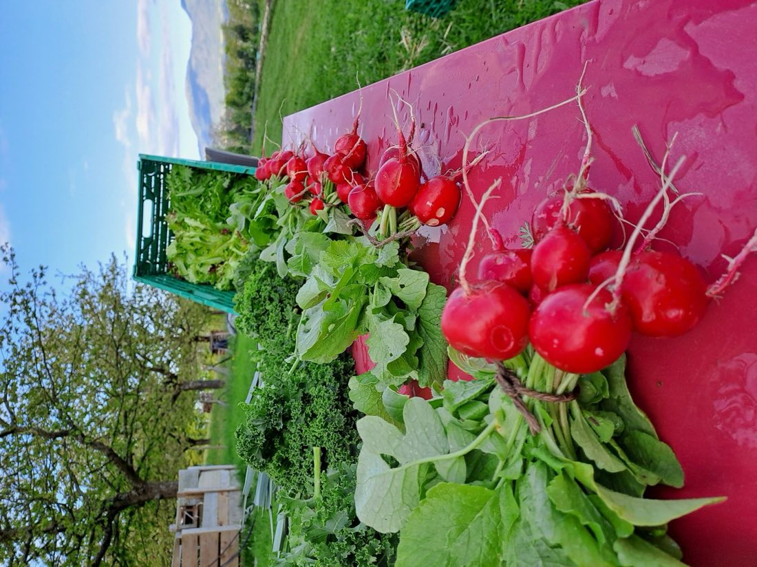Bottes de radis roses sur la table de tri, le verger en arrière-plan