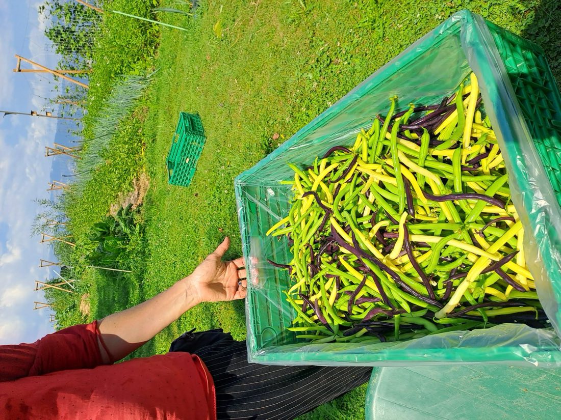 Rang de salades entre les tuteurs de tomates, au cœur de l'été